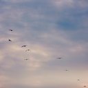 amakeshiftbed avatar