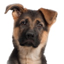 amanda-crawford avatar