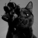 amanda-s-gomes avatar