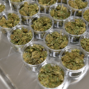 amandadellacooks avatar