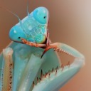 amanita-fly-agaric-muscaria avatar