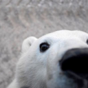 amaranisfluff avatar