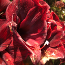 amarylliscardinal avatar