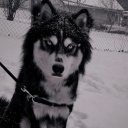 amateur-creep avatar