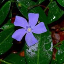 amative-adelaster avatar