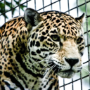 amazing-animal-fp avatar