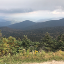 amazingpandabear avatar