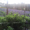 amazingyumichan-blog avatar