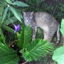 ambarviolentta avatar