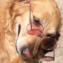 amber-alpacca avatar