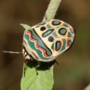 amberbobamber avatar