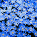 ambermoonlight avatar