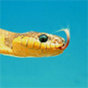 ambersnake avatar