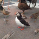 ambi-valenced avatar