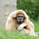 ambiguousgibbon-blog avatar