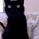 ambitiouslionesss avatar