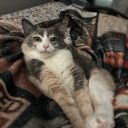 ambivalent-amphibian avatar