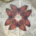 amboiseacres-blog avatar