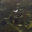 ambrosegaming avatar