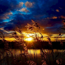 ambrosiapeyton avatar