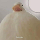 ambrosiusthecanard avatar