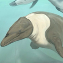 ambulocetus avatar