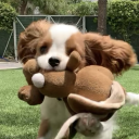 ambunny-heart avatar