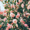 ameila-september avatar