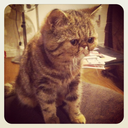 ameliaayres279 avatar