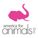 americaforanimals avatar