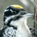 american-woodpecker avatar