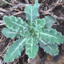 americas-next-top-dingus avatar