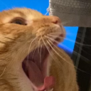 americasnexttopblogger avatar