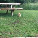 amethyst-myst avatar