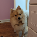 amethyst1dragon avatar