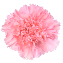 amethystleaves avatar