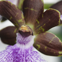 amherstorchids avatar