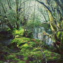 amidthewoventrees avatar