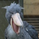 amilaughting-bird avatar