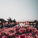 amindofherown avatar