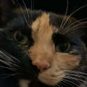 aminoauditore avatar