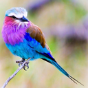 amnasxclusive avatar