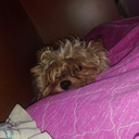 amocamminaresottolapioggia avatar