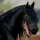 amoistkidneybean avatar