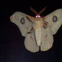 amongmoths666 avatar