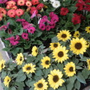 amongthelurkers avatar