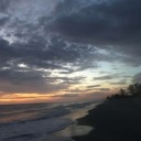 amongthewildflowerssz avatar