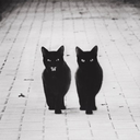 amouretentropie avatar