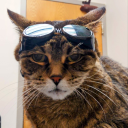 ampersandcats avatar