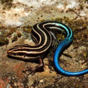 amphibianisconcerned avatar